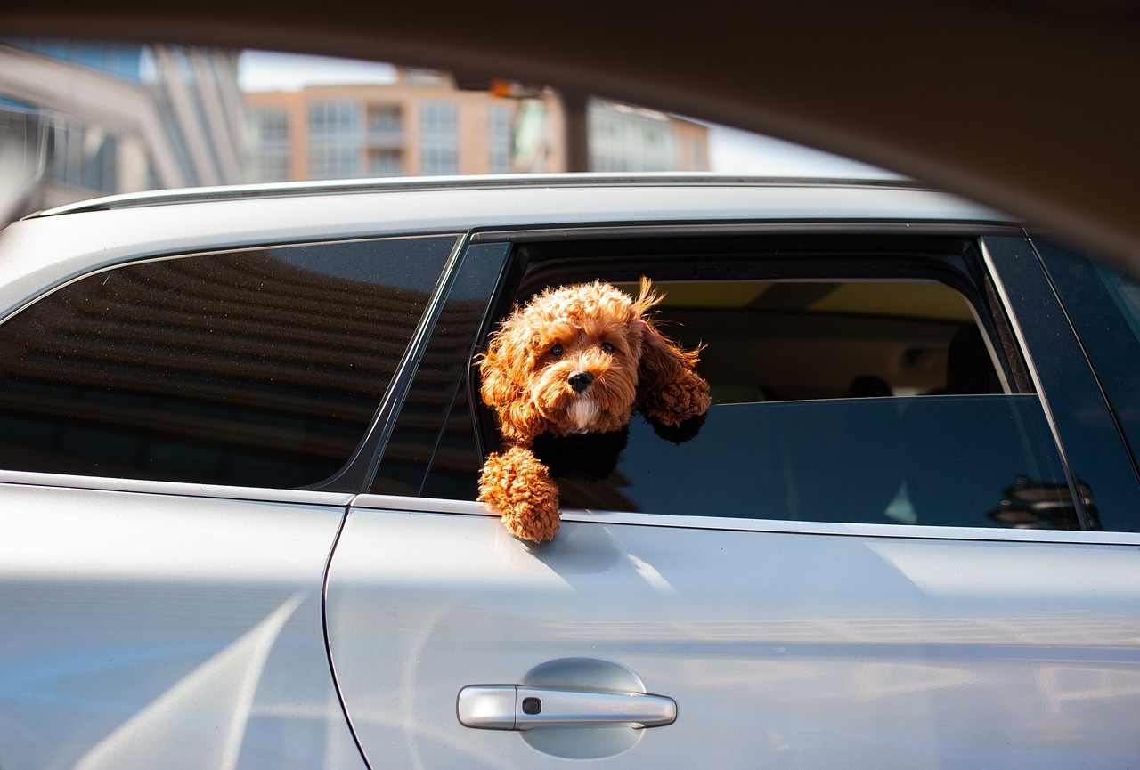 Voyager avec des animaux : conseils pour un trajet en toute sécurité