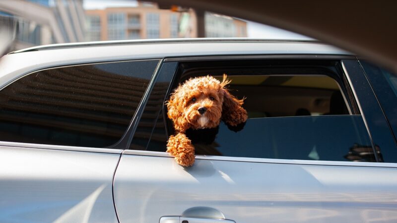 Conduire avec des Animaux de Compagnie : Précautions à Prendre