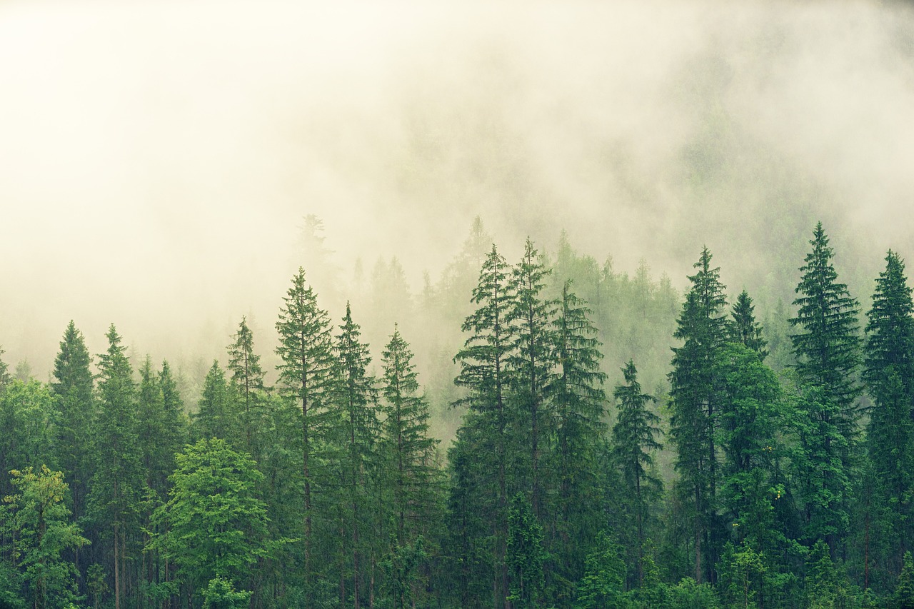 Impact de la conduite sur l’environnement : ce que vous pouvez faire pour aider